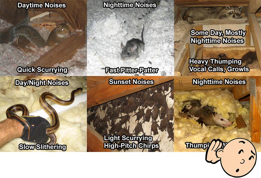 Noises in the attic and walls - scratching noises - rats, mice, raccoons,  or squirrels?