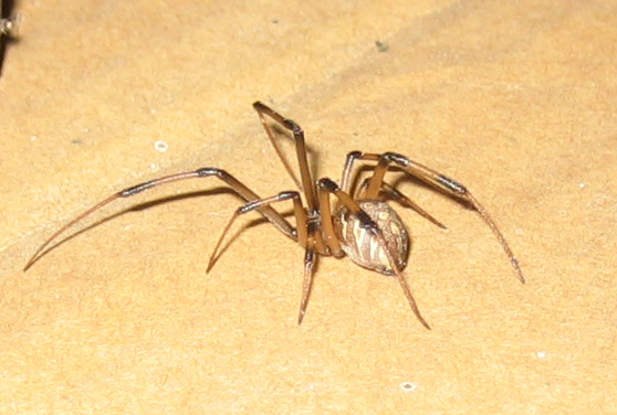 brown widow spider bites pictures. Brown Widow Spider