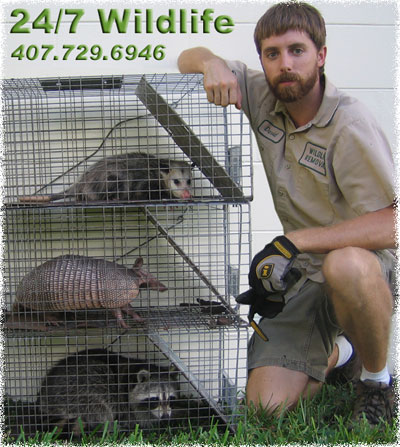 Florida Animal Control Company - Orlando, FL