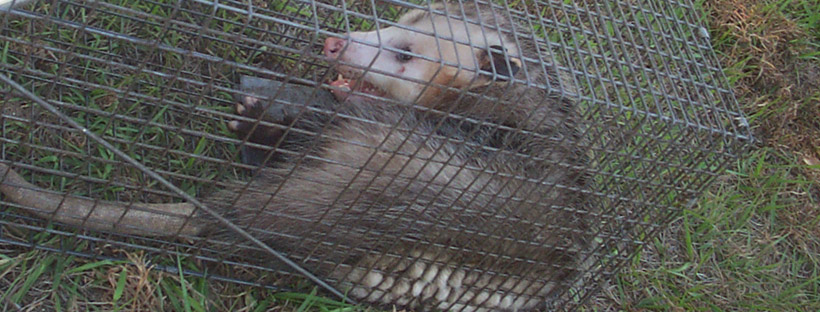 What Bait To Use For Opossum Traps