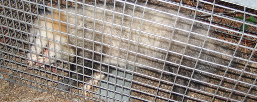 http://www.247wildlife.com/images/opossumhumanekillcage.jpg