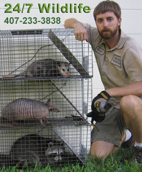 Orlando Trappers - Wildlife Animal Trapping
