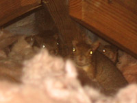 How to Get Squirrels Out of Your Attic, House, or Walls