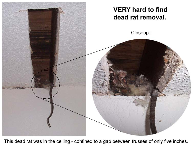 A Dead Rat In The Wall Or Ceiling,Getting Rid Of Carpenter Ants