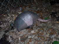 What Kind of Bait to Use Catches Armadillos in Live Cage Traps