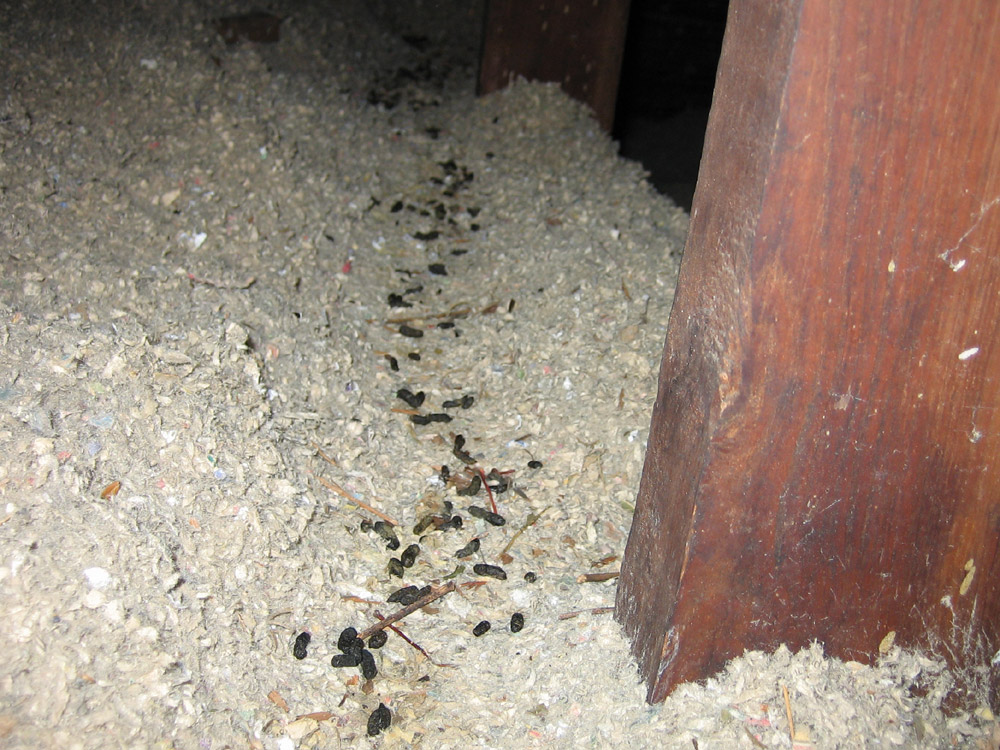 Wildlife Photograph Rat Poop Trail in Attic