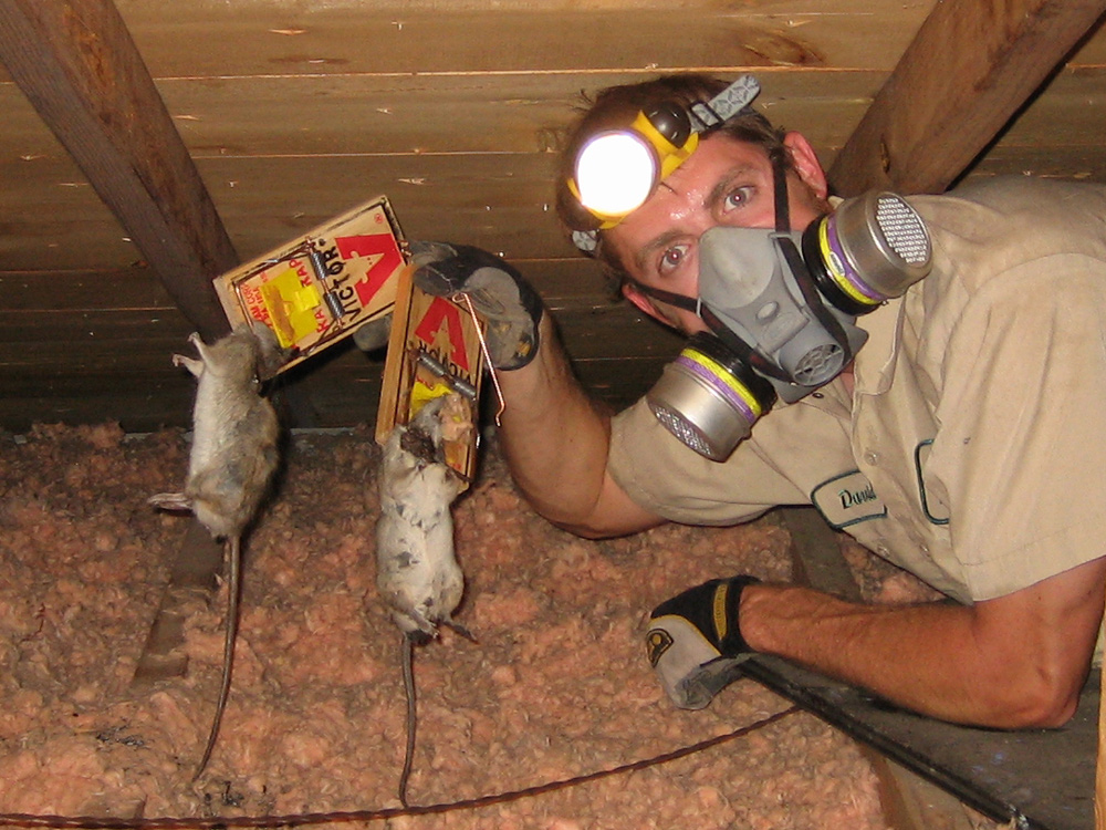 how to get rid of mice and rats in attic
