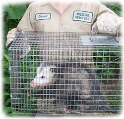 Orlando Animal Control & Wildlife Removal Services Orange County Florida